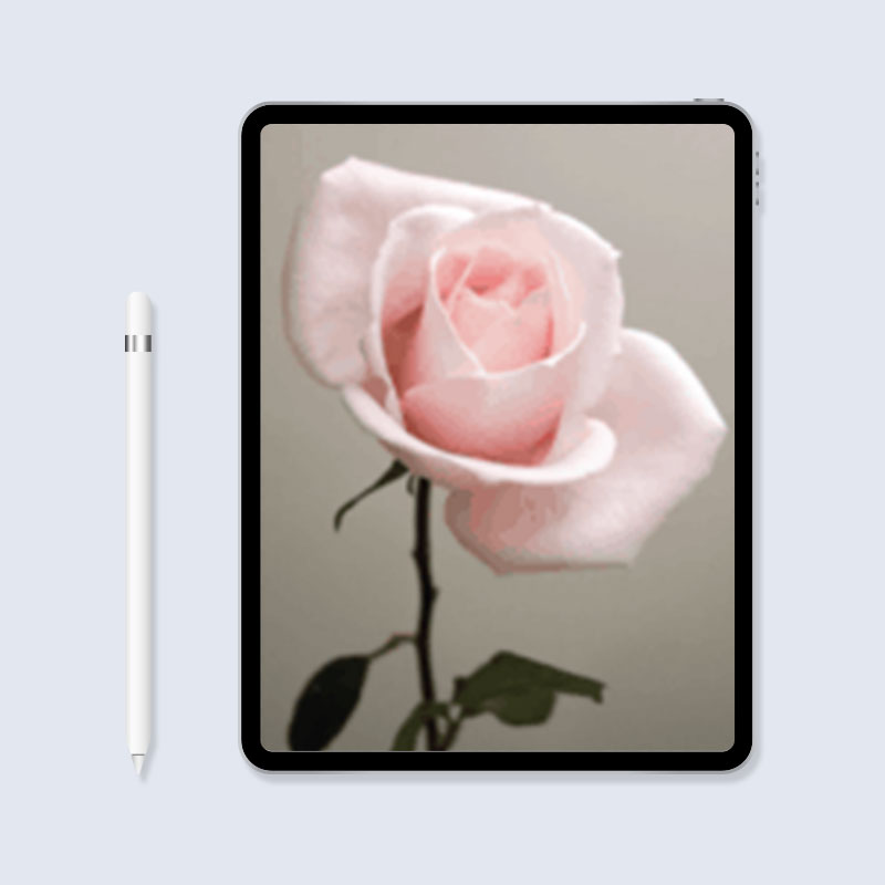 rose reference photo for tattoo images