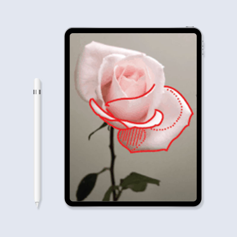 shading labeled on a rose tattoo