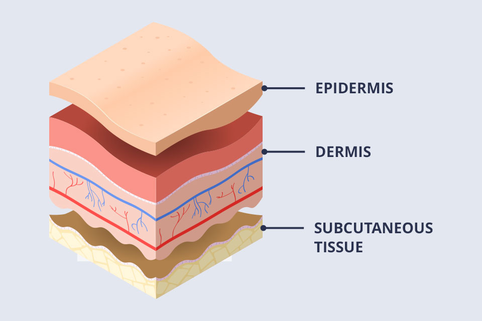 layers of the skin