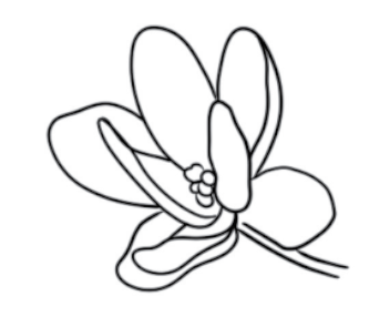 simple tattoo design of a flower